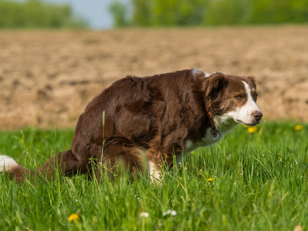 My Dog Ate Rabbit Poop And Has Diarrhea