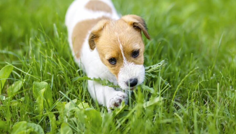 Why Do Dogs Eat Grass